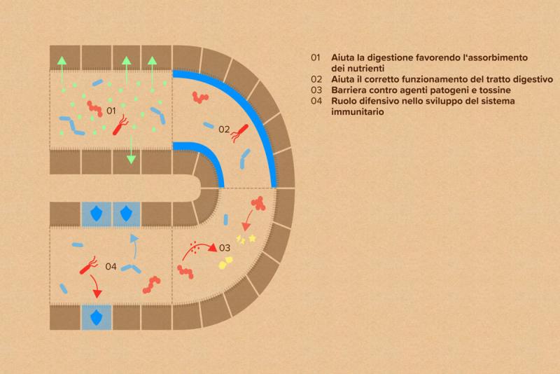 Rappresentazione schematica delle funzioni del microbioma intestinale